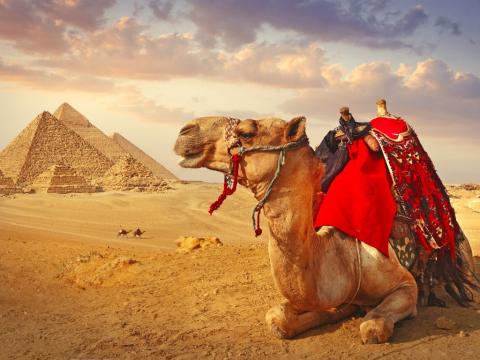 Camel in front of the pyramids