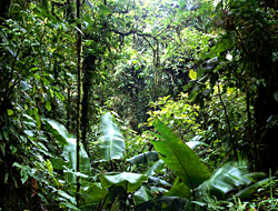 TROPICAL FOREST