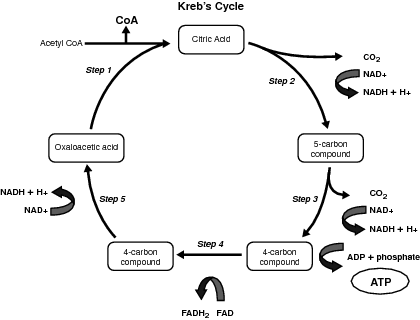 kreb cycle outline