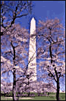 Cherry Trees in Blossom at the Washington Monument