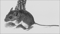 A deer mouse, the major carrier of a hantavirus that causes hantavirus pulmonary syndrome in humans.
