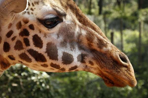 Giraffes Are Among the Endangered