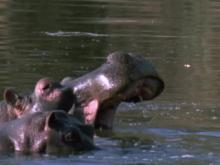 Hippo and Baboon Use of Senses