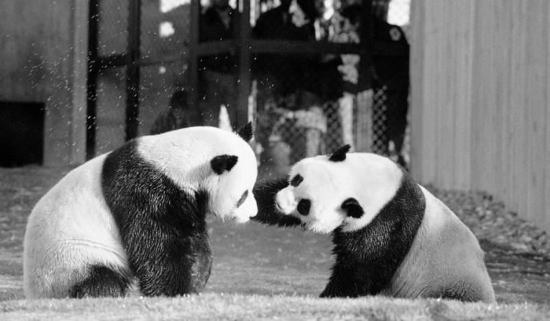 China sent President Nixon two giant pandas as a gift.