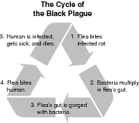 Life cycle of the Black Plague, as the bubonic plague is sometimes called.