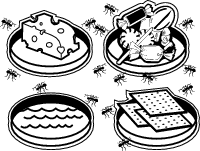 Ants are attracted to different types of foods.
