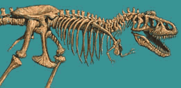 tyrannosaurus skeleton