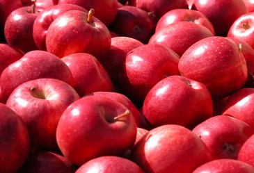 Close up of all red apples
