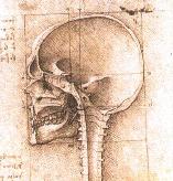 Leonardo da Vinci Drawing of Human Skull