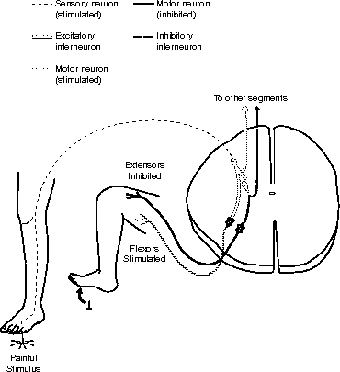 This polysynaptic reflex has not only a sensory neuron, but two interneurons (one to triggering a neuron that stimulates the flexors, and one that triggers a neuron that inhibits the extensors).