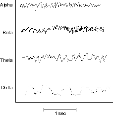 The four types of brainwaves as measured by an electroen cephalogram (EEG).