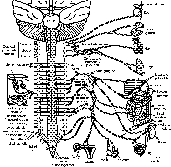 Note the parallel pathways and redundant pathways, through each ganglion and plexus, innervating the various organs.