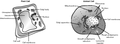 A typical cell.