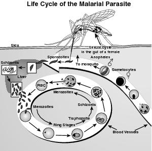 The life cycle of the malaria parasite.