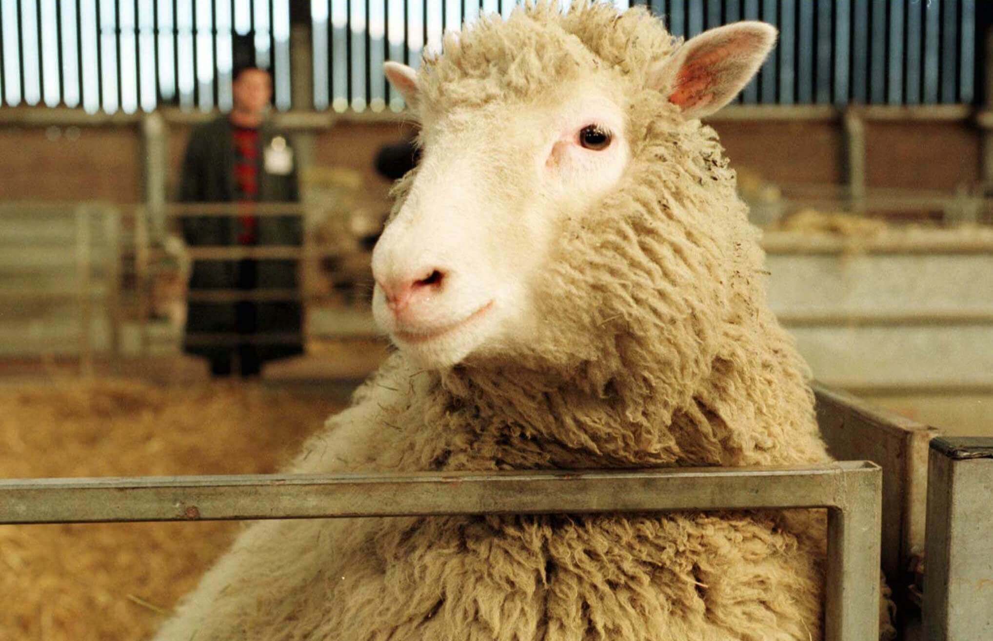 Dolly the Sheep