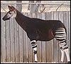 Okapi