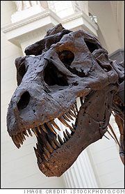 Skeleton of T-Rex (Head)