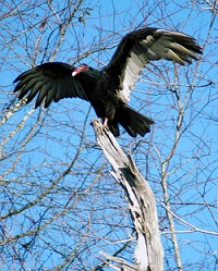 turkey vulture perched on branch poised for flight