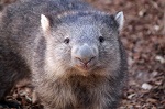 picture of Tasmanian wombat