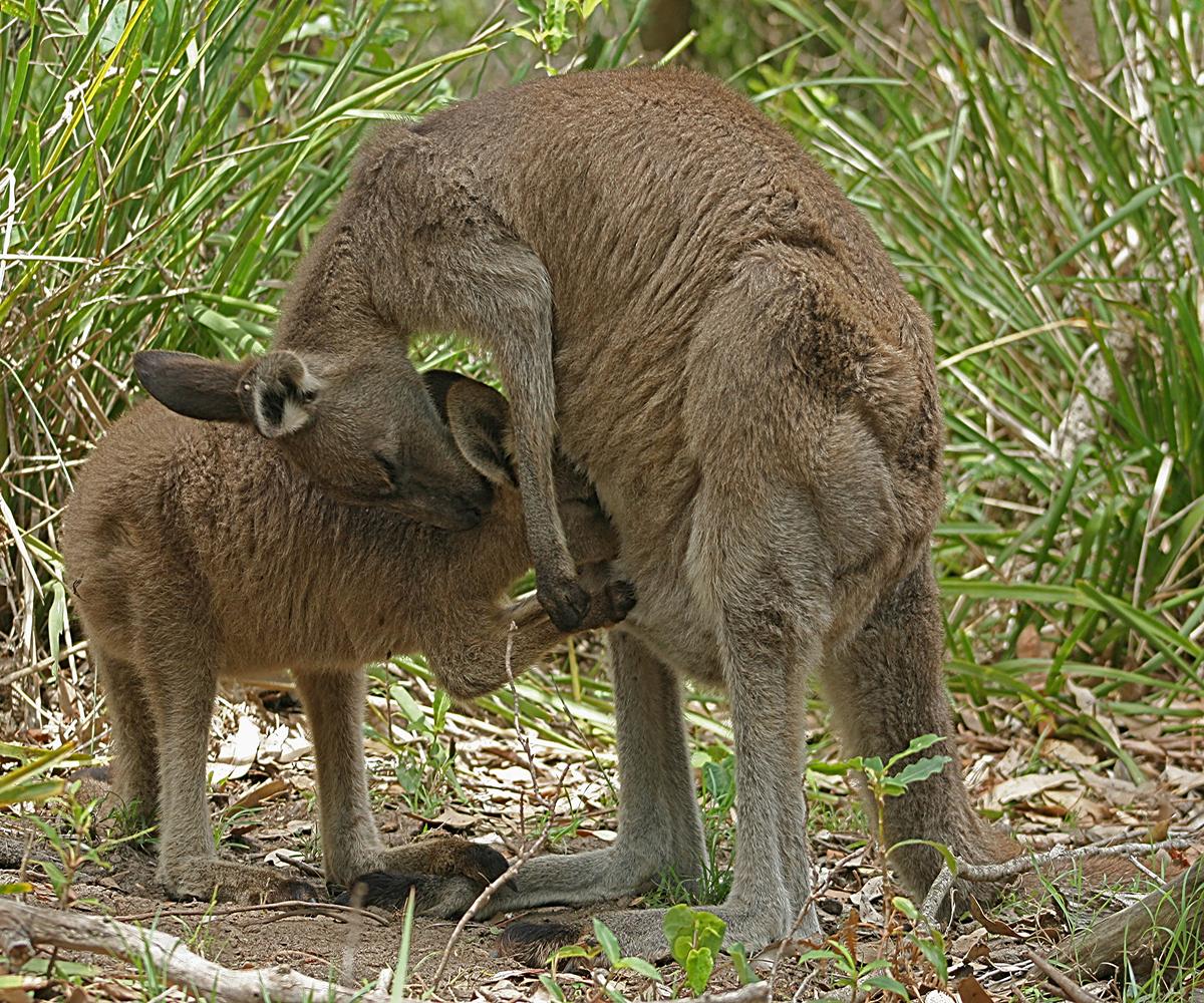 Eastern Grey Kangaroo by Toby Hudson via Wikimedia Commons