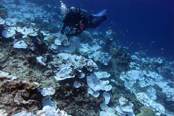 The Great Barrier Reef Suffers Bleaching From High Temperatures