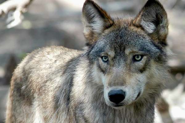 The Gray Wolf Hasn't Been Seen in Denmark for 200 Years