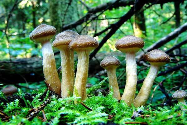 Mushroom Poisoning
