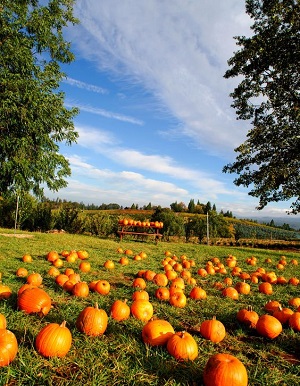 October Pumpkins