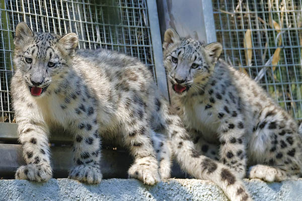 Two baby snow leopards