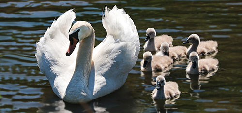 Mother swan with her cygnets - Find out more male, female, and young names