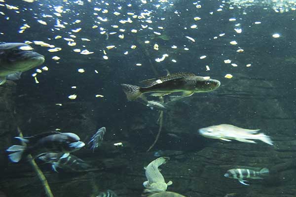 Underwater Forest