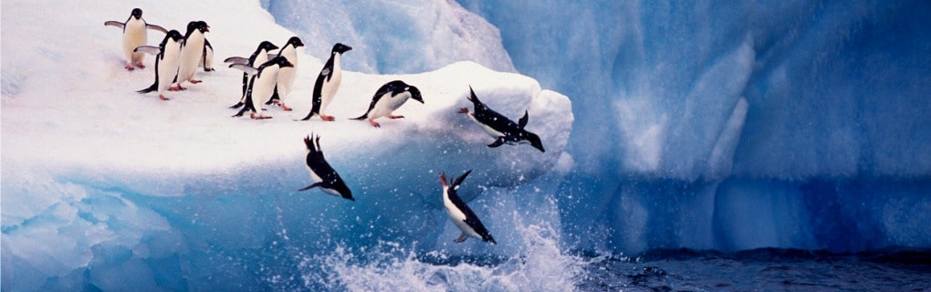 Penguins jumping into the ocean