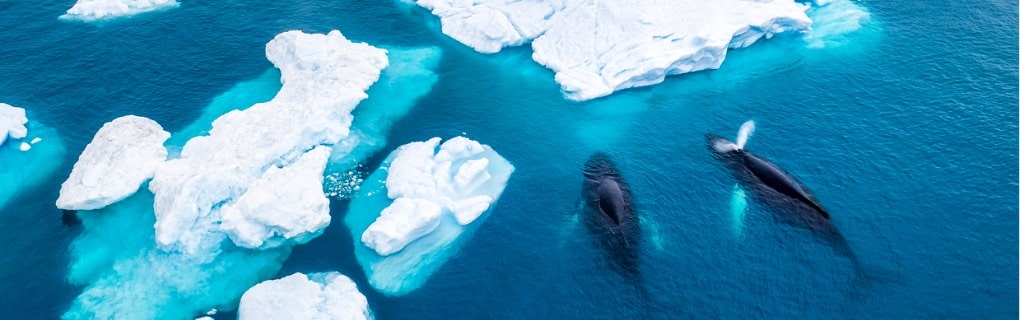 Aerial view of two Humpback whales in Greenland