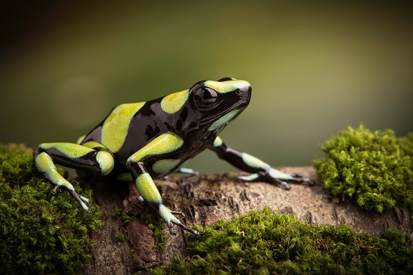 Frogs, Successors of the Dinosaurs