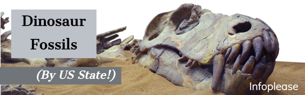 Dino skeleton