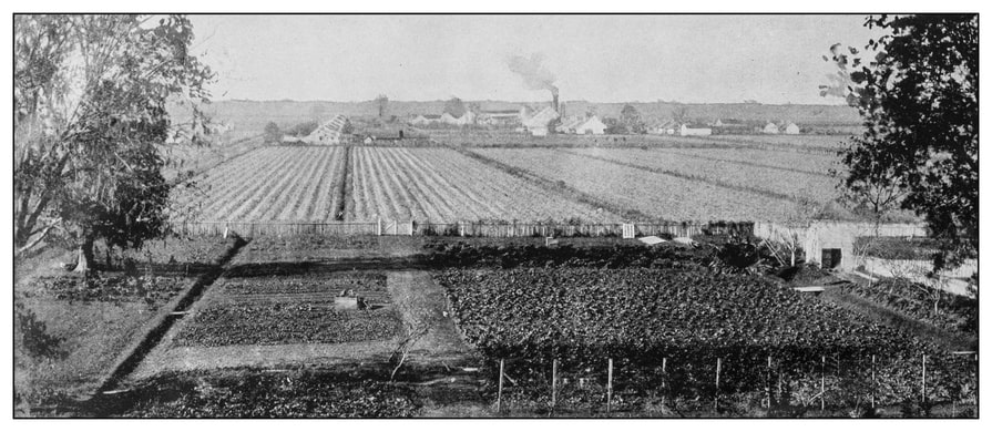 Cotton plantation