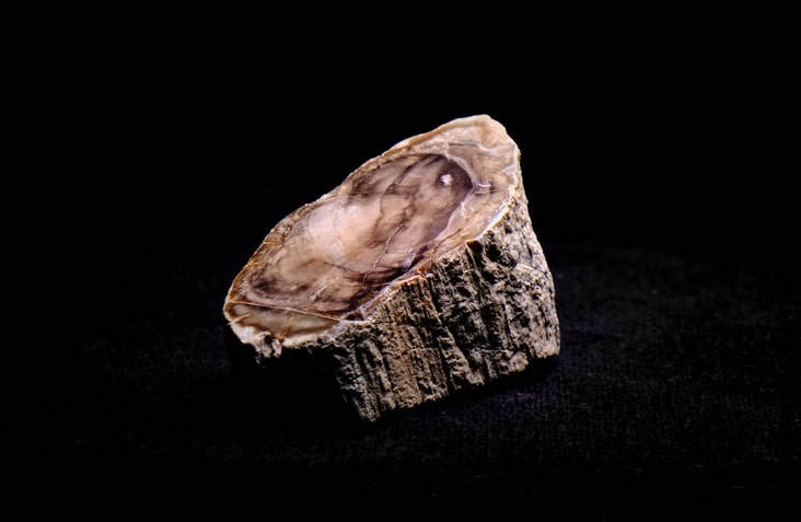 Wood fossil