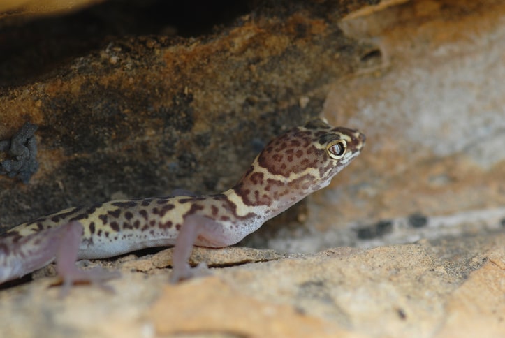 Texas Banded Gecko