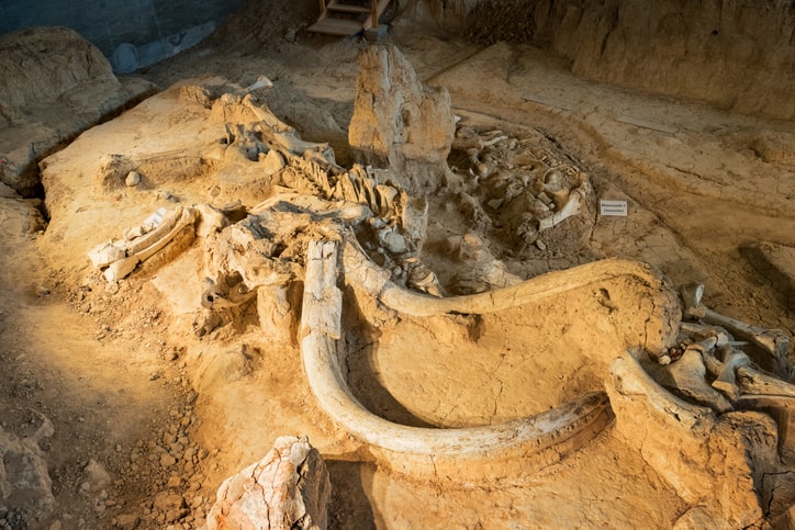 Waco mammoth