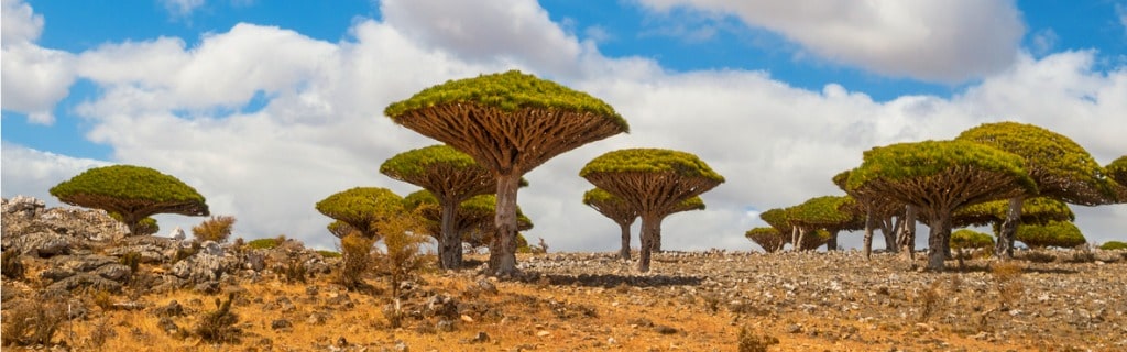 Trees in Socotra, Yemen