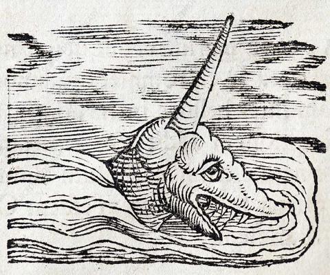 Gesner Narwhal Sea Unicorn