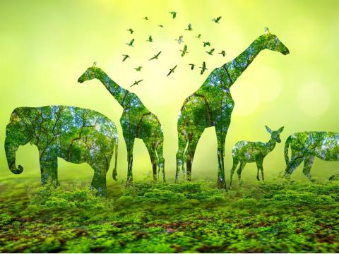 Animal silhouettes against green background