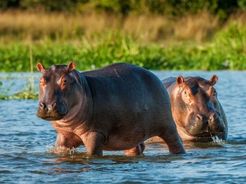 Pair of hippopotamuses in the wild