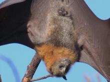 Fruit Bat: Sense of Taste