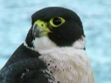 Falcon Sense of Sight