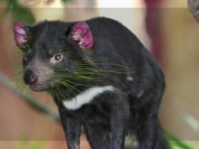 Tasmanian Devil and Microbat Echolocation