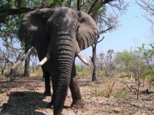 Elephant's Acute Sense of Hearing