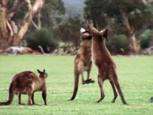 Kangaroo and Koala Use of Senses