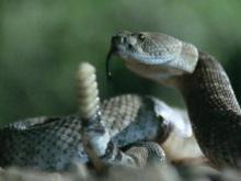 Kangaroo Rat and Rattlesnake:  Sense of Smell